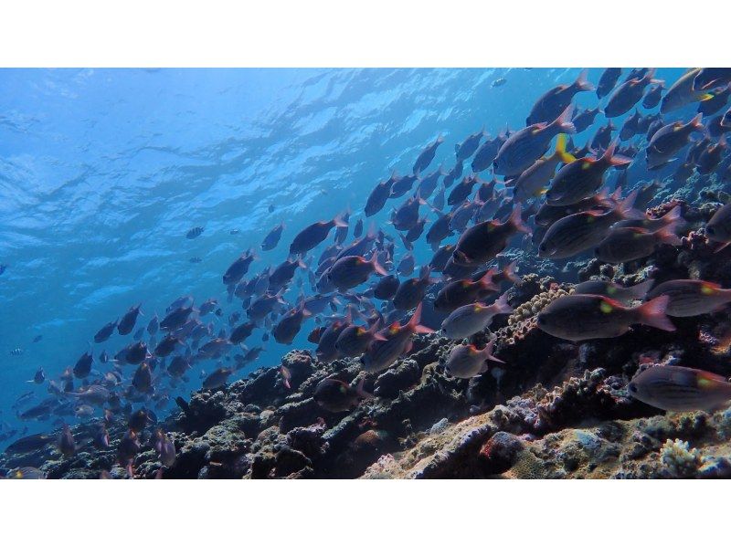 【沖縄・石垣島】半日体験ダイビング＆シュノーケリング！写真・動画プレゼント♪の紹介画像