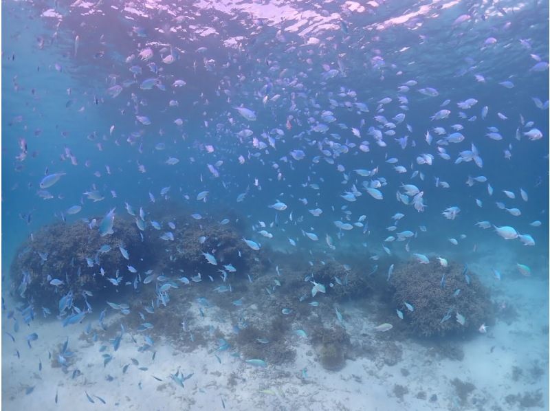 【沖縄・石垣島】半日体験ダイビング＆シュノーケリング！写真・動画プレゼント♪の紹介画像