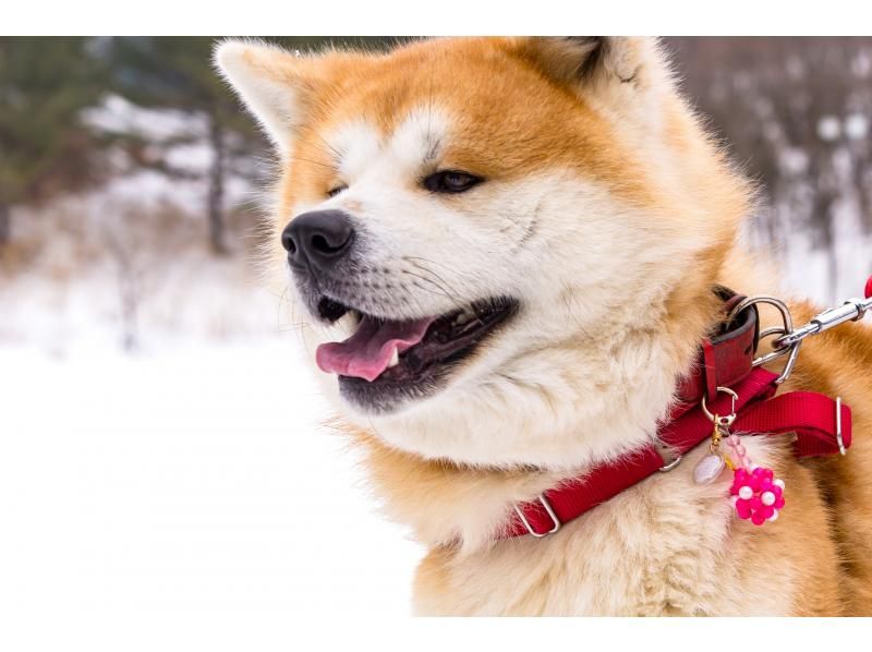 【아키타현・삼종초】아키타견과 자연 워킹＆「된장 츠케키리탄포」 만들기 체험の紹介画像