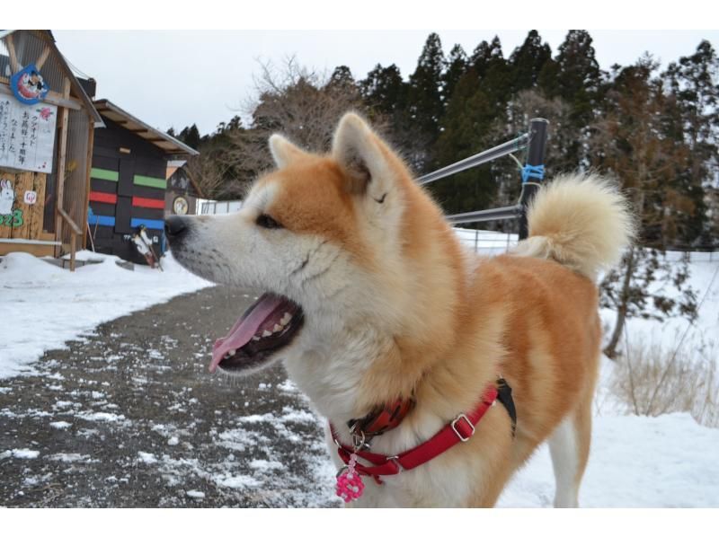 【아키타현・삼종초】아키타견과 자연 워킹＆「된장 츠케키리탄포」 만들기 체험の紹介画像