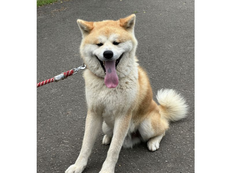 [Akita Prefecture, Mitane Town] Walking in nature with an Akita dog & making "Miso Tsukeritanpo"の紹介画像