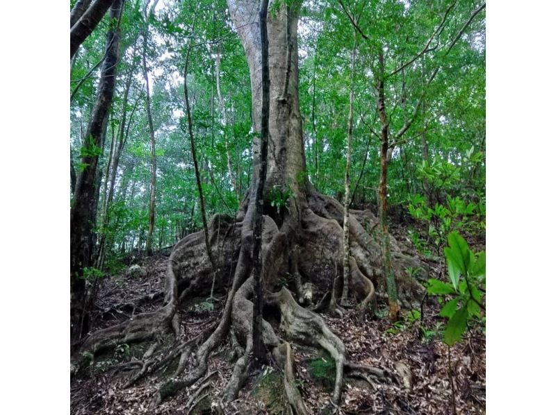 【鹿児島県　奄美大島】世界遺産太古の森へ『金作原原生林』散策半日ツアー＜認定ガイド解説付・名瀬エリア送迎付＞想像以上の体験が待っている♪の紹介画像