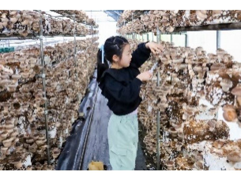 【長野・富士見町】椎茸メーカーの本気！「しいたけ狩り」肉厚！軸太！純国産ブランドしいたけ30分間詰め放題！