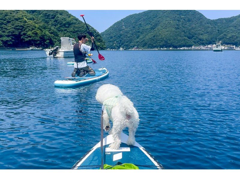 【若狭・常神半島】青の洞窟 SUPツアー《1日限定4組》《青の洞窟でSUP＆シュノーケリングを満喫！》の紹介画像