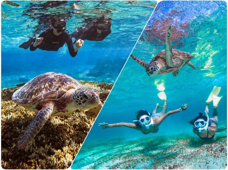 [Miyakojima/Pick-up service available] ★Great opening sale★ [Very popular! Sea turtle and Nemo snorkeling] <100% encounter rate continues!> Same-day reservations welcome!の紹介画像