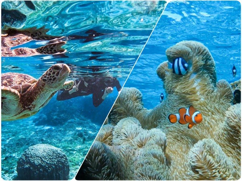 [Miyakojima/Pick-up service available] ★Great opening sale★ [Very popular! Sea turtle and Nemo snorkeling] <100% encounter rate continues!> Same-day reservations welcome!の紹介画像