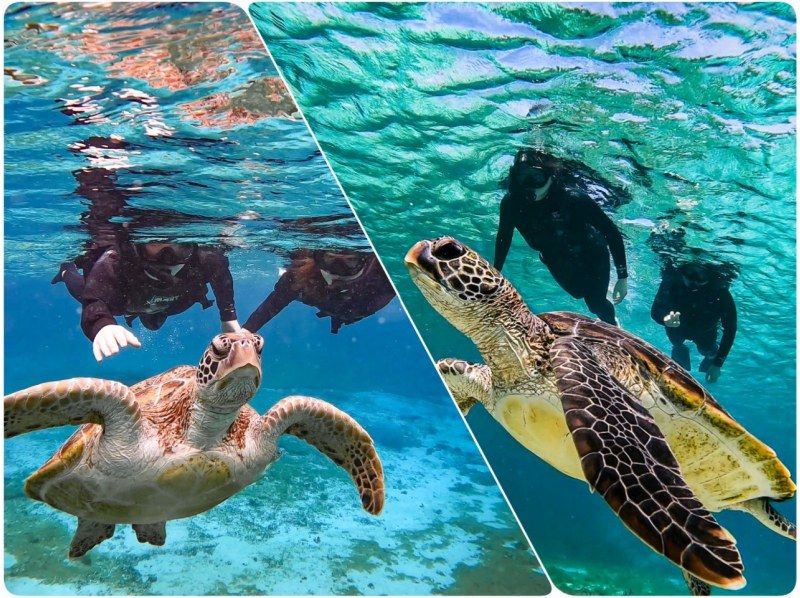 [Miyakojima/Pick-up service available] ★Great opening sale★ [Very popular! Sea turtle and Nemo snorkeling] <100% encounter rate continues!> Same-day reservations welcome!の紹介画像