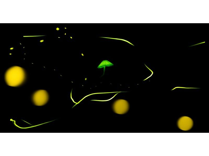 業界一お得‼︎【沖縄・石垣島】&rdquo;ヤエヤマヒメボタル観賞ツアー&rdquo;（小学生以下&yen;2,500・3歳以下無料・当日キャンセルOK）＋快晴時は星空観賞の紹介画像