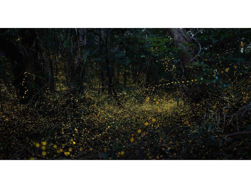 業界一お得‼︎【沖縄・石垣島】&rdquo;ヤエヤマヒメボタル観賞ツアー&rdquo;（小学生以下&yen;2,500・3歳以下無料・当日キャンセルOK）＋快晴時は星空観賞の紹介画像