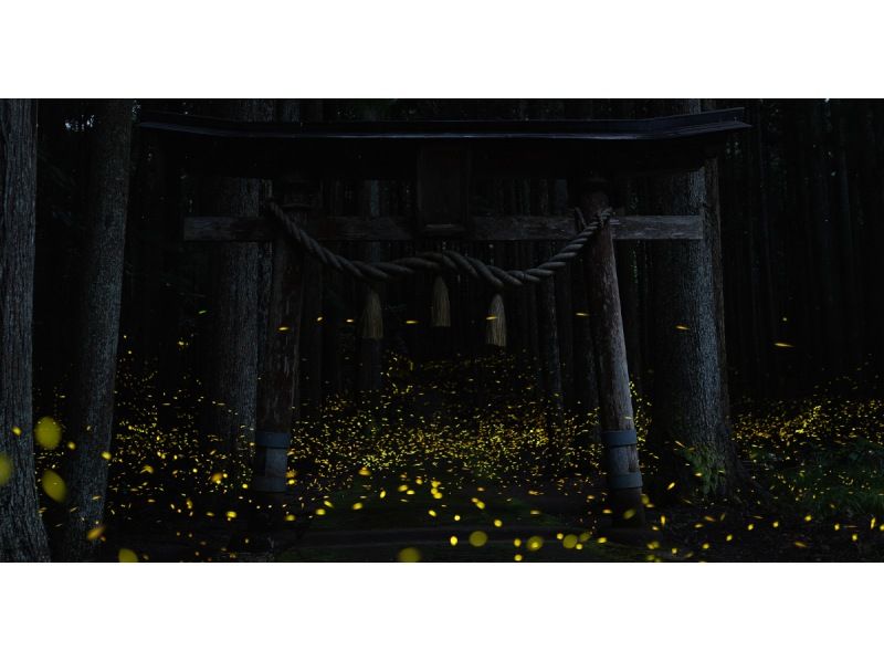 業界一お得‼︎【沖縄・石垣島】&rdquo;ヤエヤマヒメボタル観賞ツアー&rdquo;（小学生以下&yen;2,500・3歳以下無料・当日キャンセルOK）＋快晴時は星空観賞の紹介画像