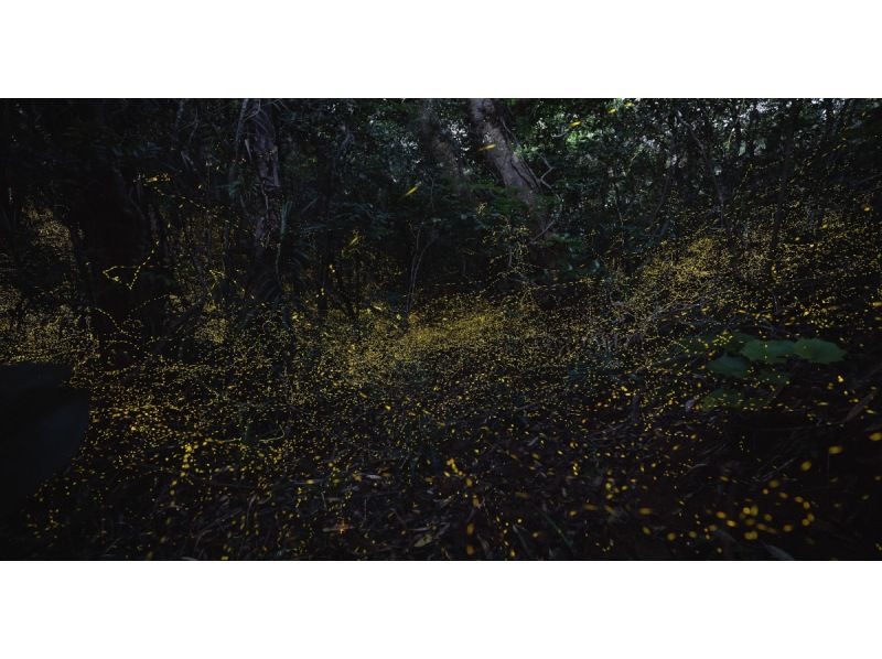 業界一お得‼︎【沖縄・石垣島】&rdquo;ヤエヤマヒメボタル観賞ツアー&rdquo;（小学生以下&yen;2,500・3歳以下無料・当日キャンセルOK）＋快晴時は星空観賞の紹介画像