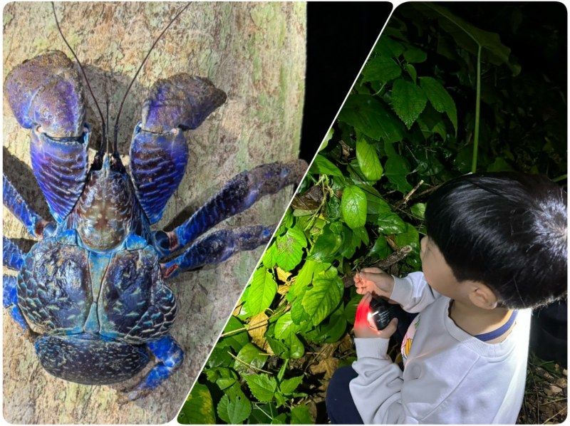 [Miyakojima/Pickup available] ★Same-day reservations accepted★ [Very popular with children! Tropical starry sky x jungle night tour] ☆100% chance of encountering coconut crabs☆Starry sky photography available☆の紹介画像