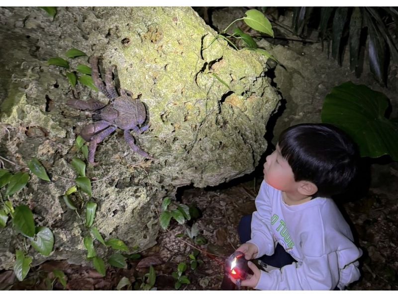 [Miyakojima/Pickup available] ★Same-day reservations accepted★ [Very popular with children! Tropical starry sky x jungle night tour] ☆100% chance of encountering coconut crabs☆Starry sky photography available☆の紹介画像