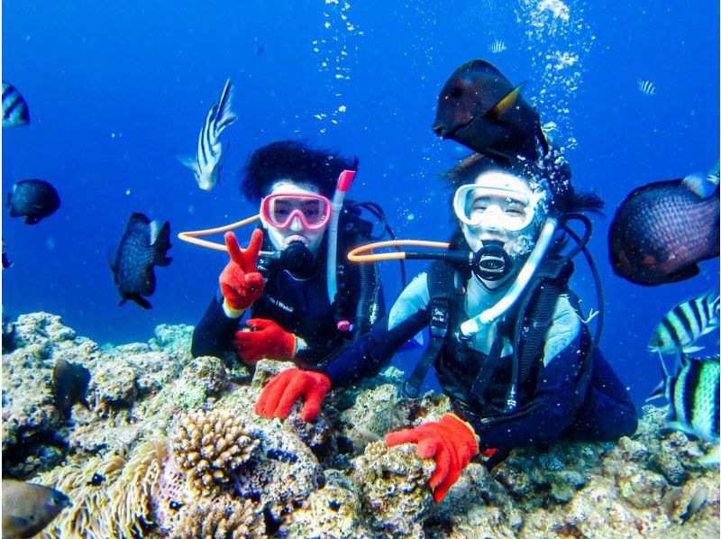 【沖縄本島・青の洞窟】体験ダイビング＆絶景パラセーリング！★贅沢満足プラン！写真撮影＆餌付け付も無料！の紹介画像