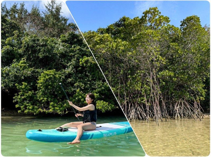 [Miyakojima/Pick-up available] ★Grand opening sale★ [Irabujima Mangrove SUP Tour] ★Reservations the day before or on the day are welcome★の紹介画像