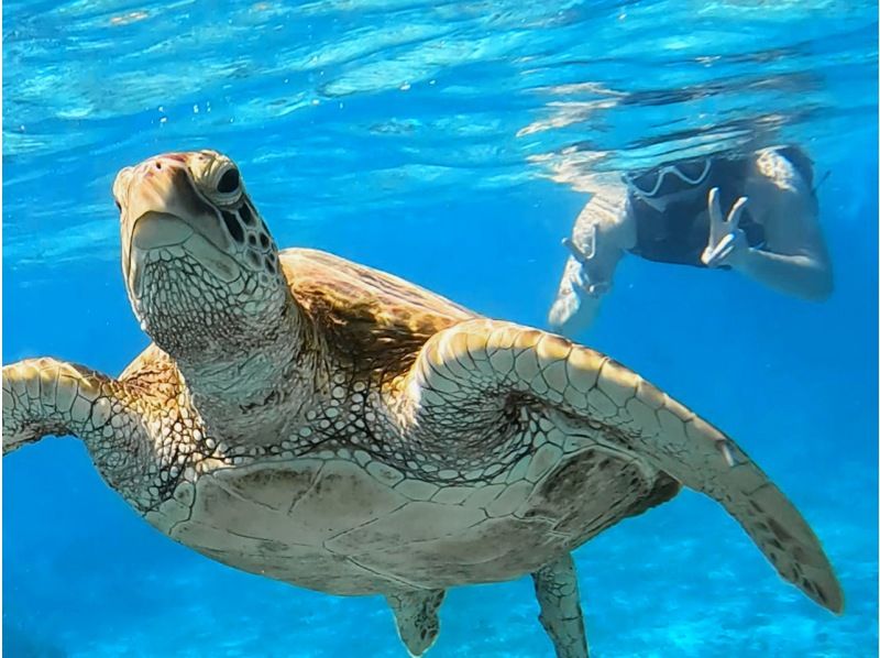 【奄美・北部】少人数制ツアー、おひとりご参加OK！女性ガイドが案内する 半日ビーチシュノーケリング（送迎付き）の紹介画像