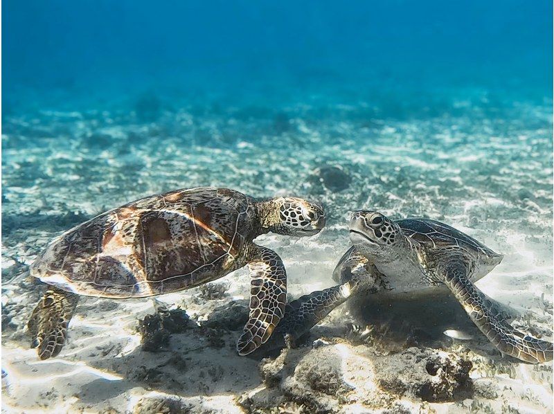 【奄美・北部】少人数制ツアー、おひとりご参加OK！女性ガイドが案内する 半日ビーチシュノーケリング（送迎付き）の紹介画像