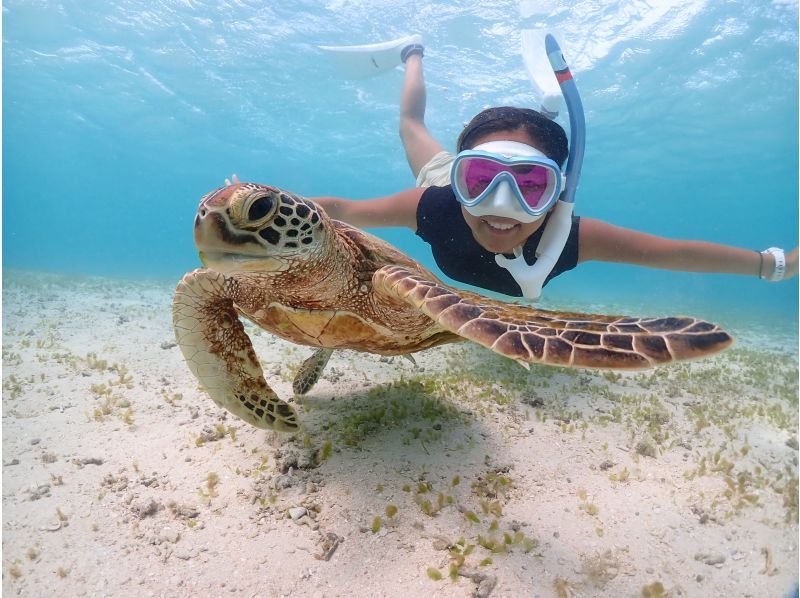 【GoPro無料レンタルあり】ウミガメorマンタと泳ぐ！幻の島上陸シュノーケリング【午前・午後の2便／無料送迎＆写真付き】の紹介画像