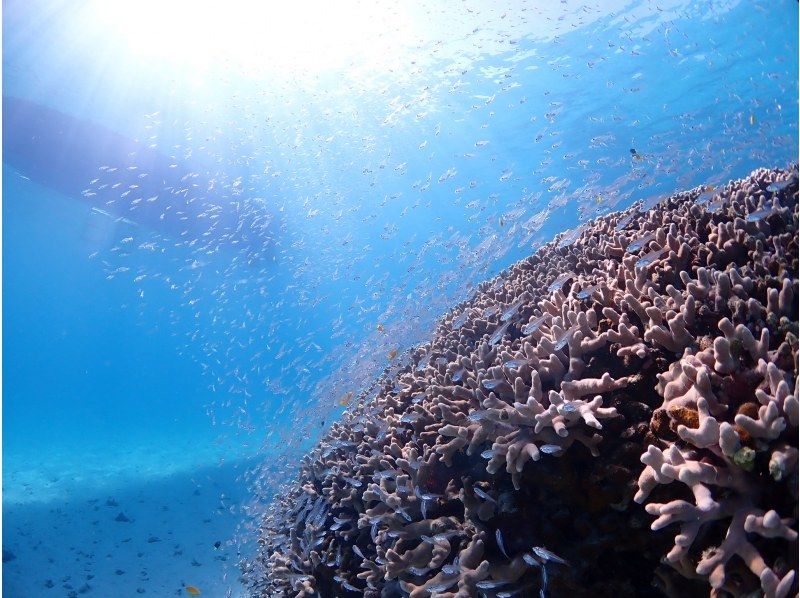 【石垣島・3時間】幻の島上陸＆ウミガメorマンタに会える！泳げなくてもOK♪サポート充実シュノーケル【GoPro無料】_s01の紹介画像