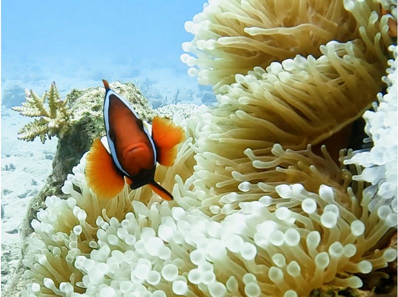 【鹿児島・奄美】北部〜名瀬エリア送迎可能！ “1組貸切ツアー” 女性ガイドが案内する ビーチシュノーケリング＆マングローブカヤックの紹介画像