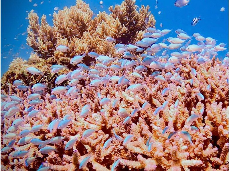 【鹿児島・奄美】北部〜名瀬エリア送迎可能！ “1組貸切ツアー” 女性ガイドが案内する ビーチシュノーケリング＆マングローブカヤックの紹介画像