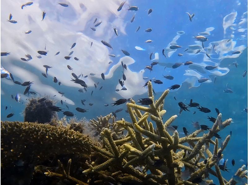 【鹿児島・奄美】北部〜名瀬エリア送迎可能！ “1組貸切ツアー” 女性ガイドが案内する ビーチシュノーケリング＆マングローブカヤックの紹介画像