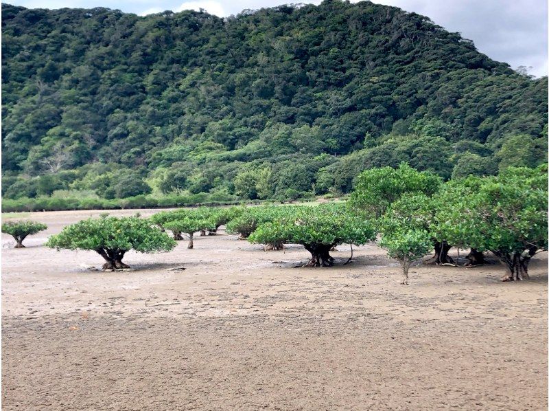 【鹿児島・奄美】北部〜名瀬エリア送迎可能！ “1組貸切ツアー” 女性ガイドが案内する ビーチシュノーケリング＆マングローブカヤックの紹介画像