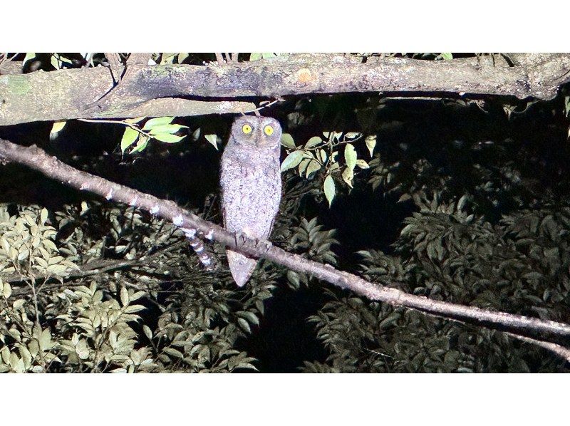 【鹿児島・奄美 】北部〜名瀬エリア送迎可能！おひとりご参加OK、奄美の夜の森へ！女性ガイドが案内する アマミノクロウサギ・ナイトツアーの紹介画像