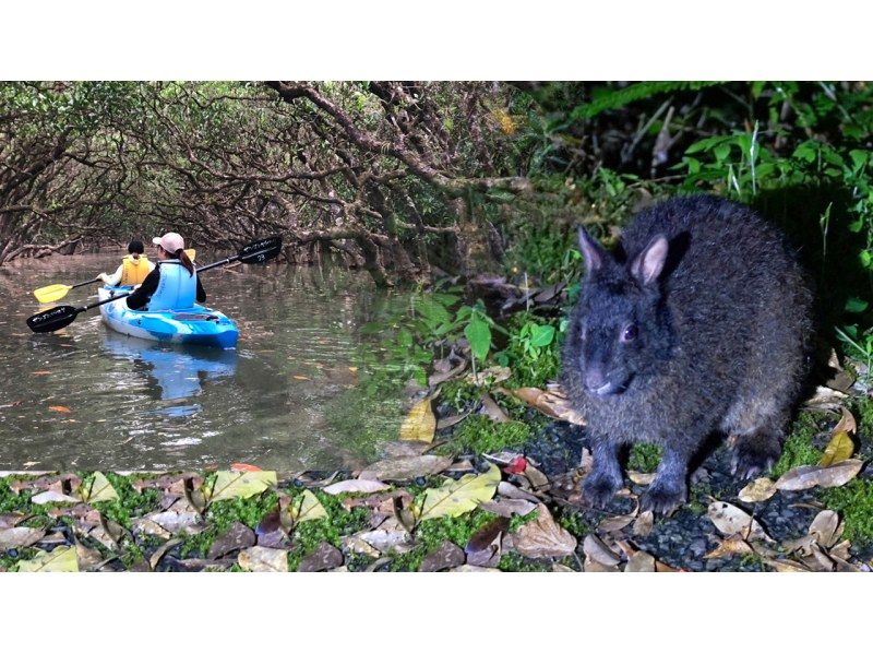 【鹿児島・奄美】北部〜名瀬エリア送迎可能！ “1組貸切ツアー” 女性ガイドが案内する 夕暮れ時マングローブカヤック＆ナイトツアーの紹介画像