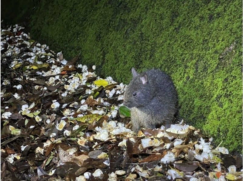 【鹿児島・奄美】北部〜名瀬エリア送迎可能！ “1組貸切ツアー” 女性ガイドが案内する 夕暮れ時マングローブカヤック＆ナイトツアーの紹介画像