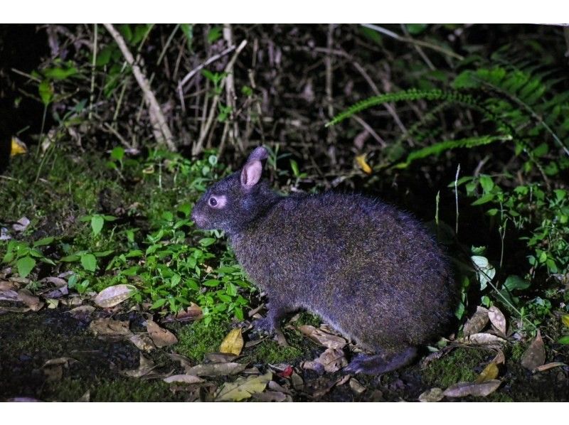 【鹿児島・奄美】北部〜名瀬エリア送迎可能！ “1組貸切ツアー” 女性ガイドが案内する 夕暮れ時マングローブカヤック＆ナイトツアーの紹介画像