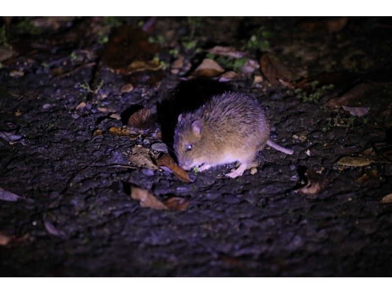 【鹿児島・奄美】北部〜名瀬エリア送迎可能！ “1組貸切ツアー” 女性ガイドが案内する 夕暮れ時マングローブカヤック＆ナイトツアーの紹介画像