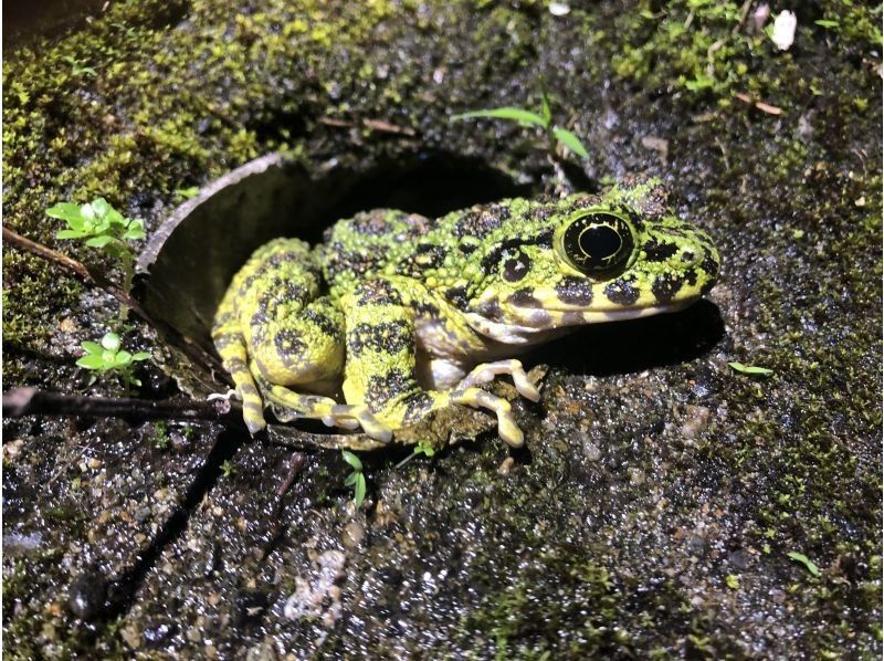 【鹿児島・奄美】北部〜名瀬エリア送迎可能！ “1組貸切ツアー” 女性ガイドが案内する 夕暮れ時マングローブカヤック＆ナイトツアーの紹介画像