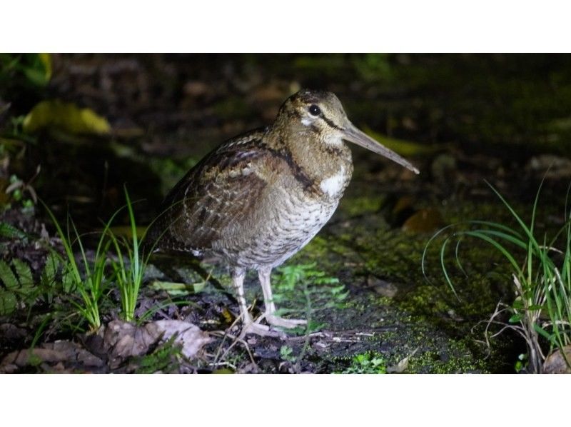 【鹿児島・奄美】北部〜名瀬エリア送迎可能！ “1組貸切ツアー” 女性ガイドが案内する 夕暮れ時マングローブカヤック＆ナイトツアーの紹介画像