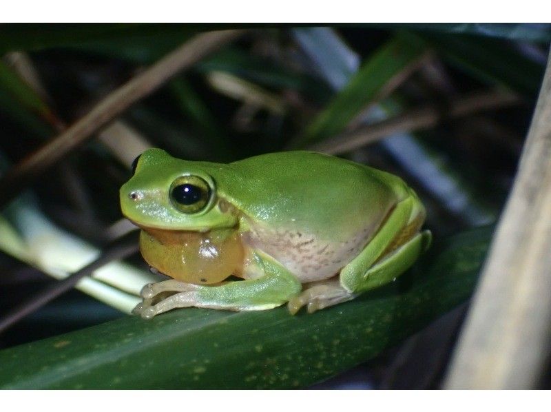 【鹿児島・奄美】北部〜名瀬エリア送迎可能！ “1組貸切ツアー” 女性ガイドが案内する 夕暮れ時マングローブカヤック＆ナイトツアーの紹介画像