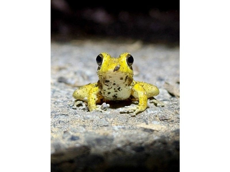 【鹿児島・奄美】北部〜名瀬エリア送迎可能！ “1組貸切ツアー” 女性ガイドが案内する 夕暮れ時マングローブカヤック＆ナイトツアーの紹介画像