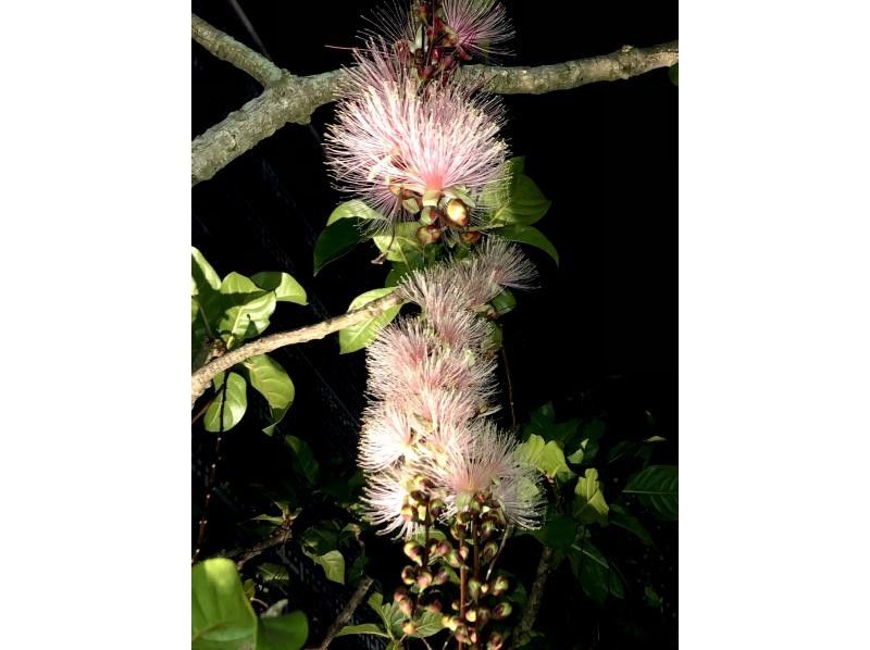 【鹿児島・奄美】北部〜名瀬エリア送迎可能！ “1組貸切ツアー” 女性ガイドが案内する 夕暮れ時マングローブカヤック＆ナイトツアーの紹介画像