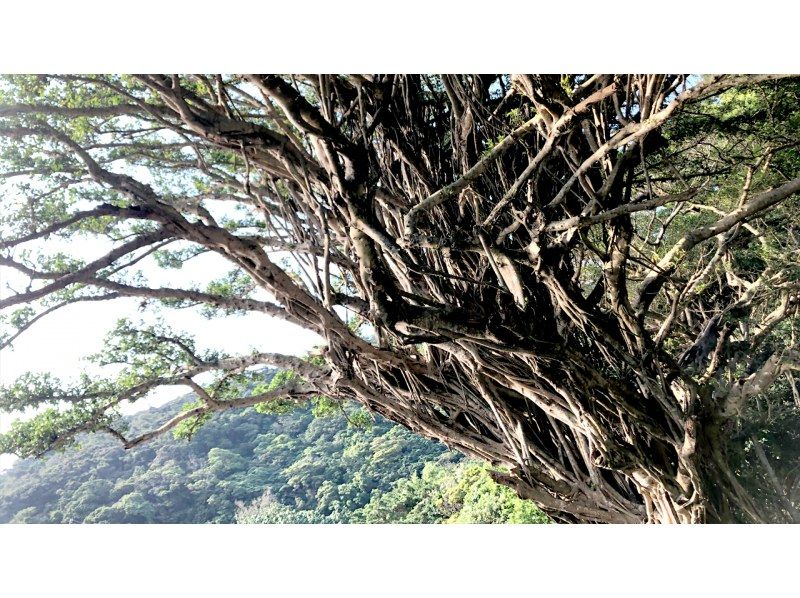 【鹿児島・奄美】1名様から参加可能の1組貸切！女性ガイドが案内する半日北部観光ツアー（送迎付き）