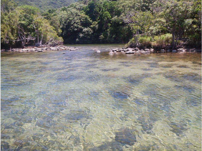 【鹿児島・屋久島】夏はSUP！安房川でリバーサップ☆SUP初心者・お一人様OK！半日コース（午前/午後）の紹介画像