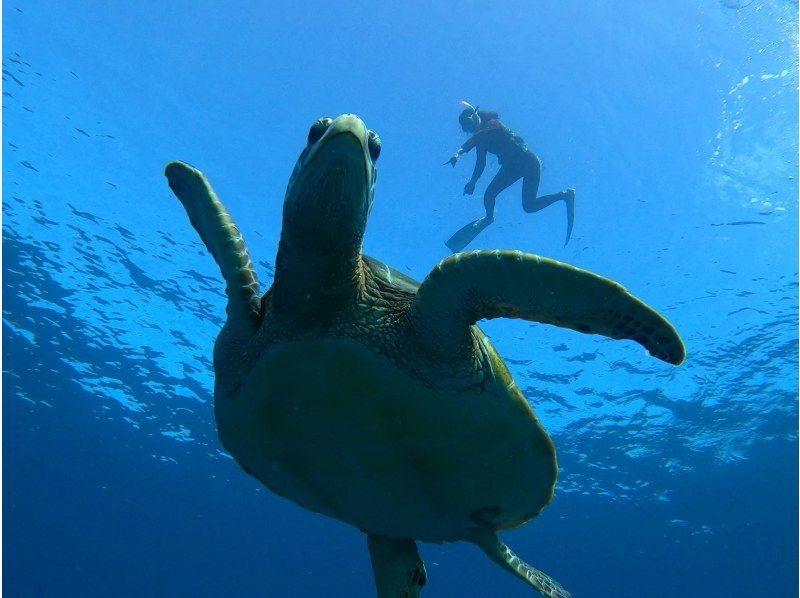 【沖縄・石垣島】13:30発ボートで行く！サンゴとウミガメシュノーケル♪絶景のサンゴ礁スポットに海ガメを探しに行こう！の紹介画像