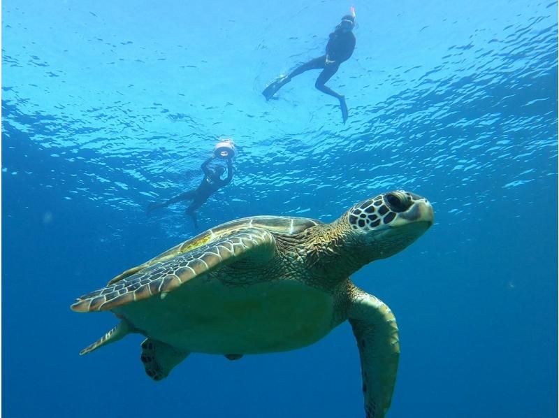 【沖縄・石垣島】13:30発ボートで行く！サンゴとウミガメシュノーケル♪絶景のサンゴ礁スポットに海ガメを探しに行こう！の紹介画像