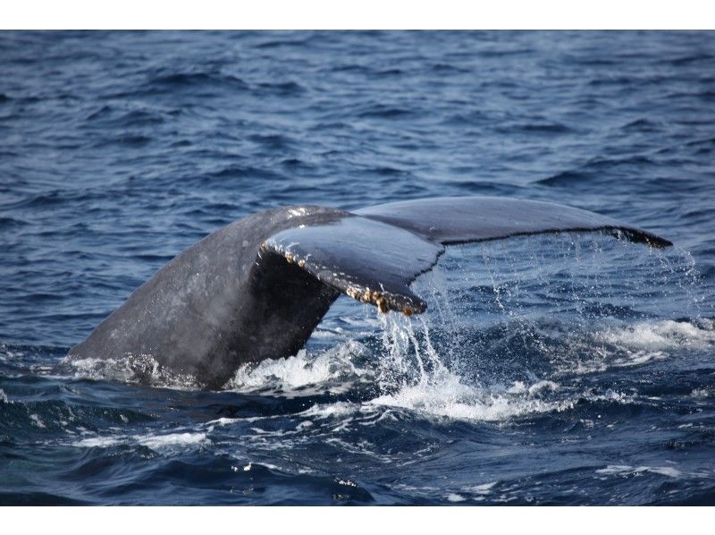 [冲绳庆良间群岛]肉眼观看鲸鱼的宝贵经验“鲸鱼观赏鲸”鲸鱼照片礼物！の紹介画像