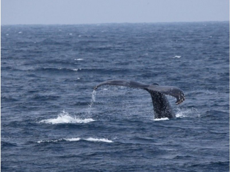 [오키나와·케라마쇼토] 고래를 육안으로 볼 귀중한 경험 "고래워칭(고래관찰투어)"고래의 사진 선물!の紹介画像