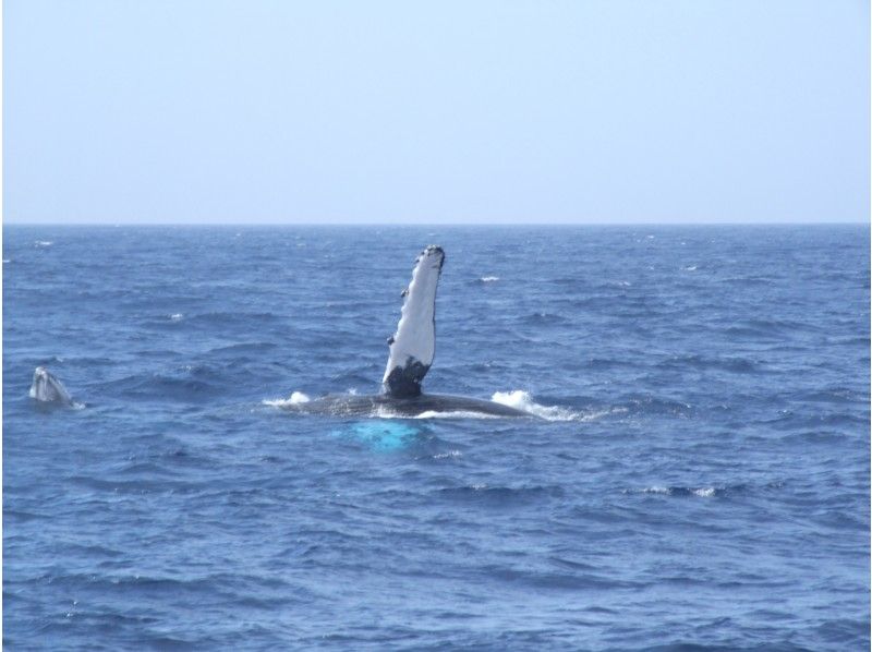 2024【沖縄・慶良間諸島】クジラを肉眼で見る貴重な体験「ホエールウォッチング」クジラの写真プレゼント！の紹介画像
