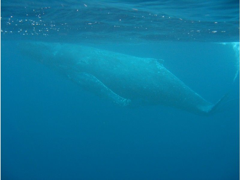 [เกาะโอกินาว่าKerama] ประสบการณ์อันมีค่าในการดูปลาวาฬด้วยตาเปล่า "ดูฝูงปลาวาฬ" ของขวัญรูปวาฬ!の紹介画像