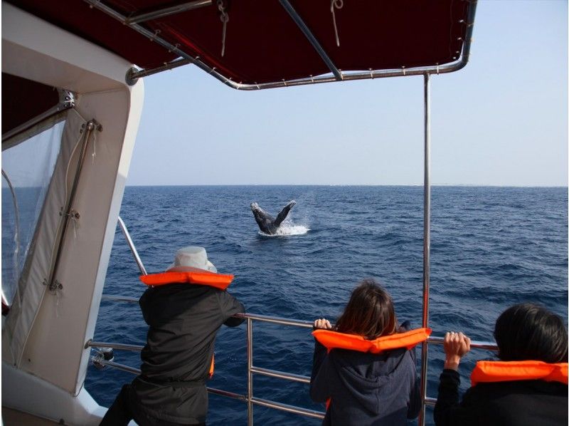 [오키나와·케라마쇼토] 고래를 육안으로 볼 귀중한 경험 "고래워칭(고래관찰투어)"고래의 사진 선물!の紹介画像