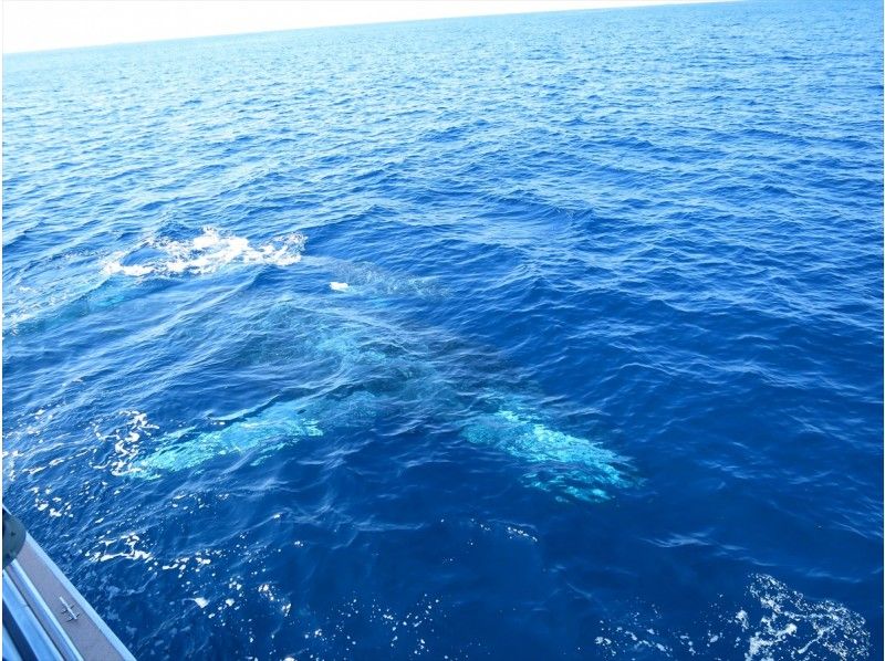 [冲绳庆良间群岛]肉眼观看鲸鱼的宝贵经验“鲸鱼观赏鲸”鲸鱼照片礼物！の紹介画像