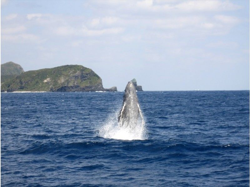 2024【沖縄・慶良間諸島】クジラを肉眼で見る貴重な体験「ホエールウォッチング」クジラの写真プレゼント！の紹介画像