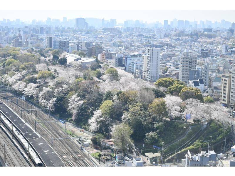 [Tokyo, Oji] Experience sake tasting at a historic sake brewery that is an important cultural property, enjoy cherry blossom viewing in a premium seat, and enjoy a cherry blossom viewing lunch!の紹介画像