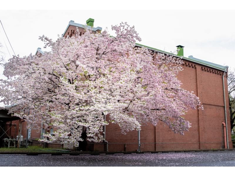 [Tokyo, Oji] Experience sake tasting at a historic sake brewery that is an important cultural property, enjoy cherry blossom viewing in a premium seat, and enjoy a cherry blossom viewing lunch!の紹介画像